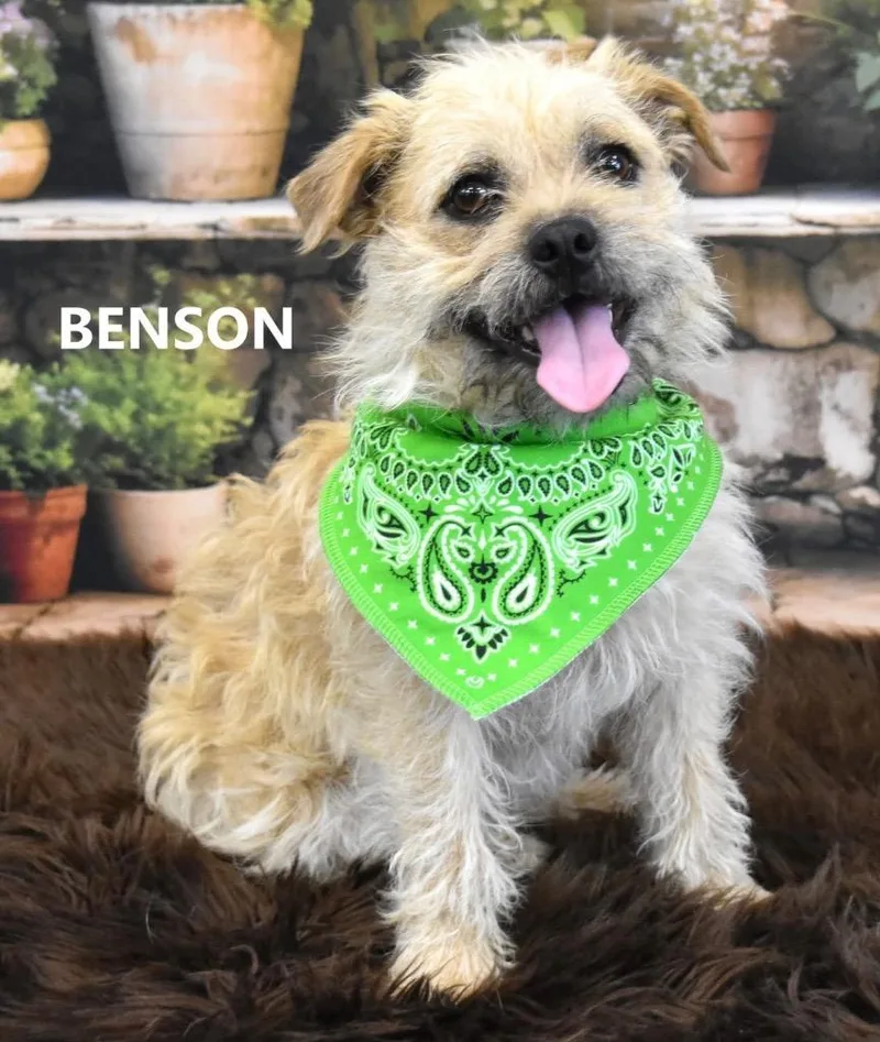 Benson thumbnail 2