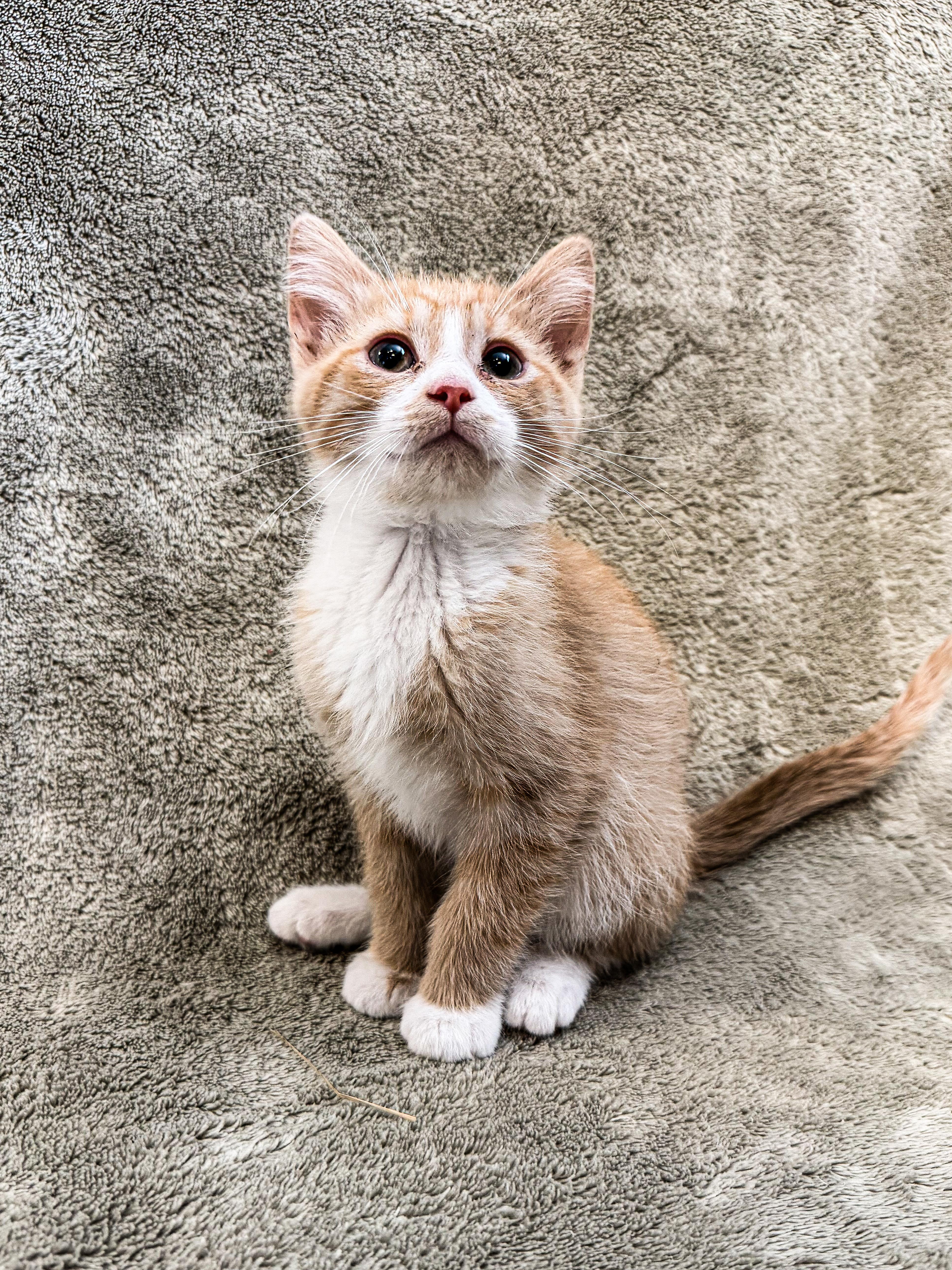 A young small-sized female Domestic Short Hair cat named Redwood for adoption in Buffalo, MN
