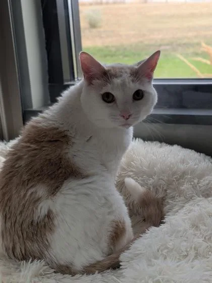An adult small-sized male Domestic Short Hair cat named Milo for adoption in Missoula, MT