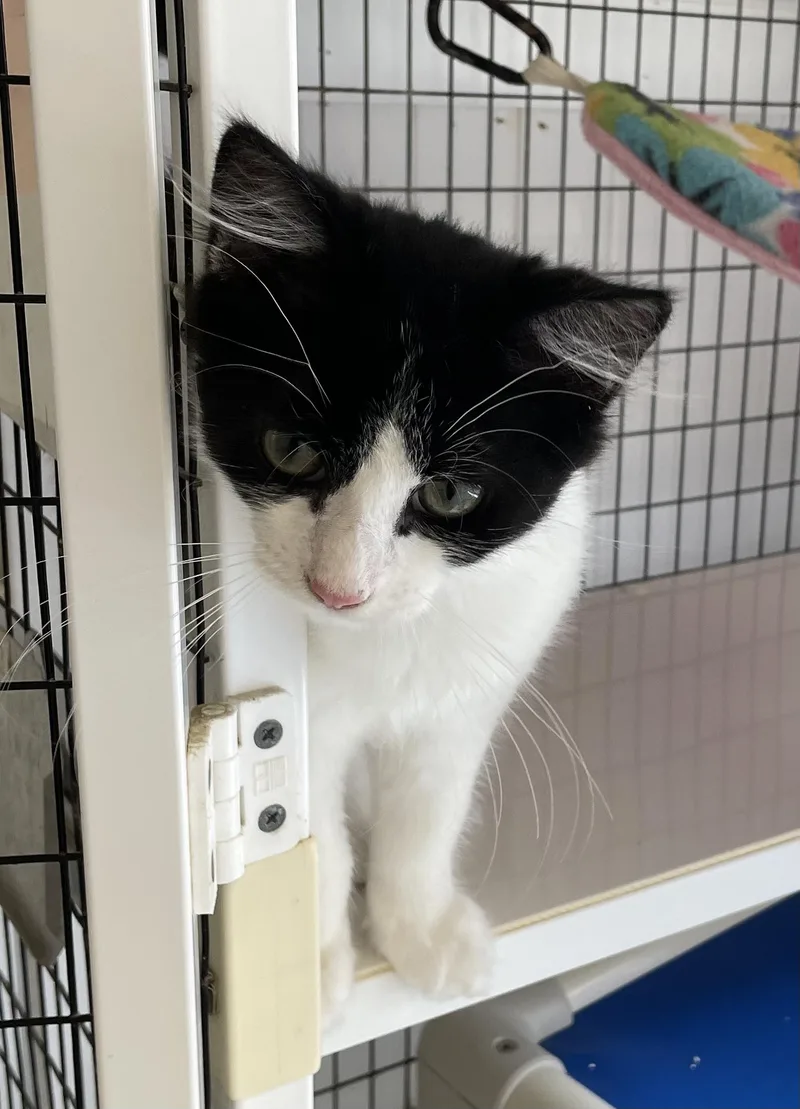 A baby medium-sized male Black & White / Tuxedo Domestic Medium Hair cat named Hank for adoption in Colonia, NJ