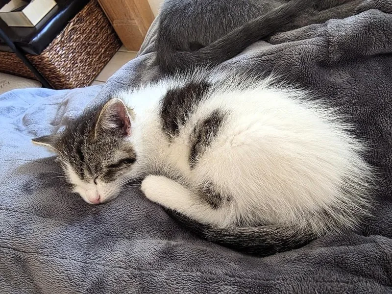 A baby medium-sized male Domestic Short Hair cat named Chip for adoption in Salt Lake City, UT