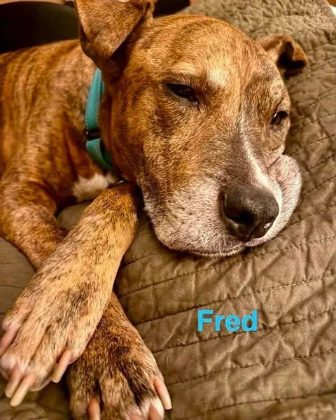 An adult medium-sized male Brindle Pit Bull Terrier dog named Fred for adoption in Madisonville, LA