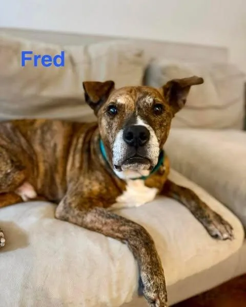 Fred thumbnail 2