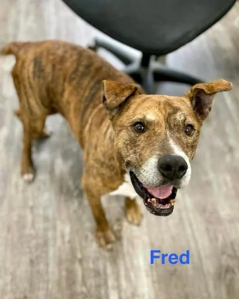 Fred thumbnail 4