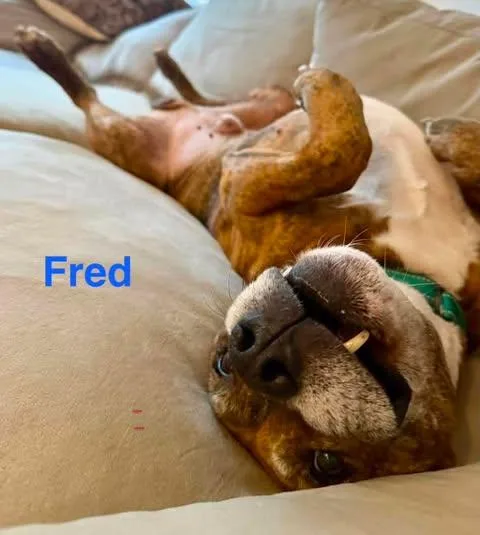 Fred thumbnail 5
