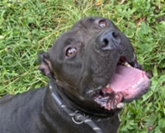 An adult large-sized male Mastiff dog named Diesel for adoption in Indianapolis, IN