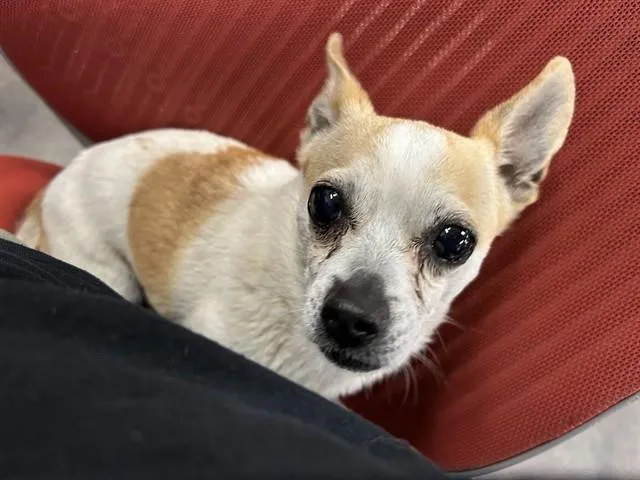 An adult small-sized male Chihuahua dog named Crouton for adoption in Springfield, MA