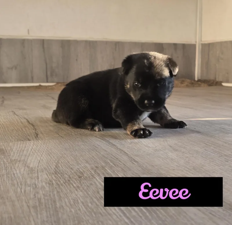 Eevee thumbnail 4