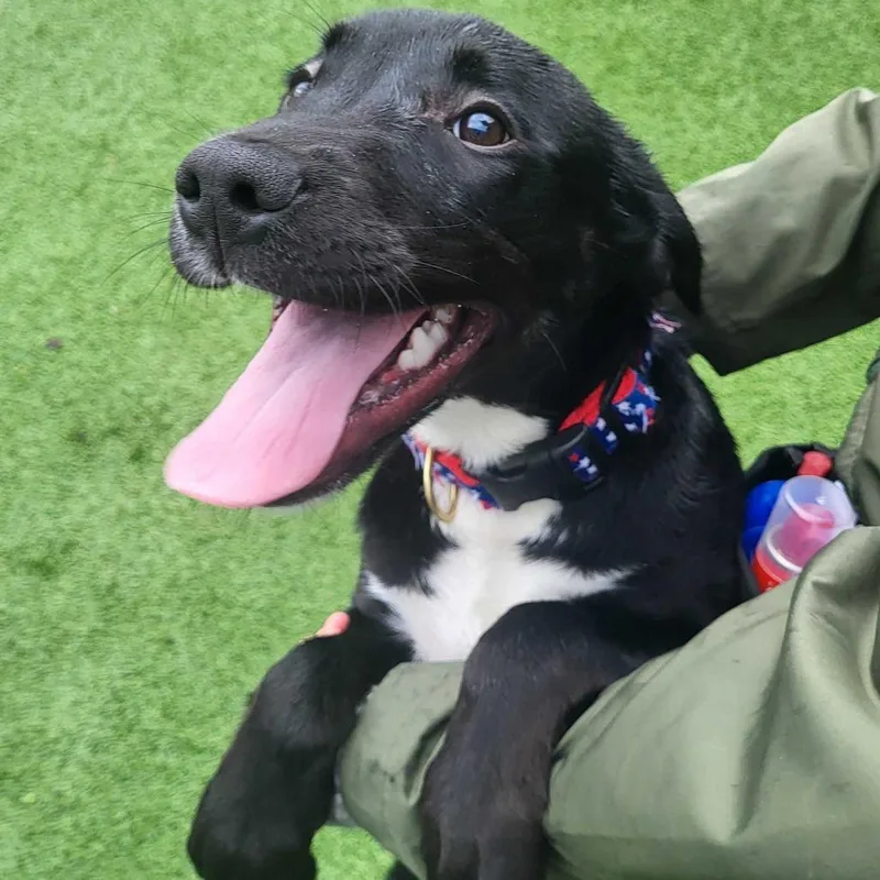 Obsidian thumbnail 2