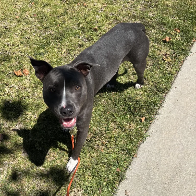 A young medium-sized male Gray / Blue / Silver Pit Bull Terrier dog named Hercules for adoption in Rancho Santa Margarita, CA