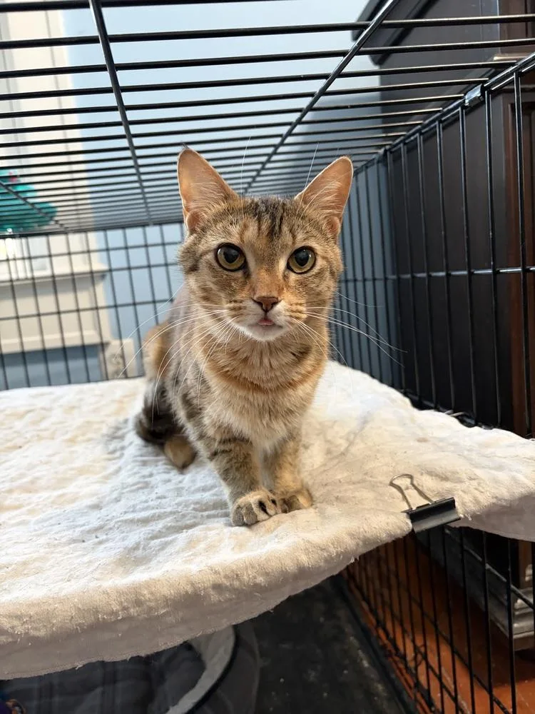 An adult large-sized female Domestic Short Hair cat named Hannah JN for adoption in Greenville, SC