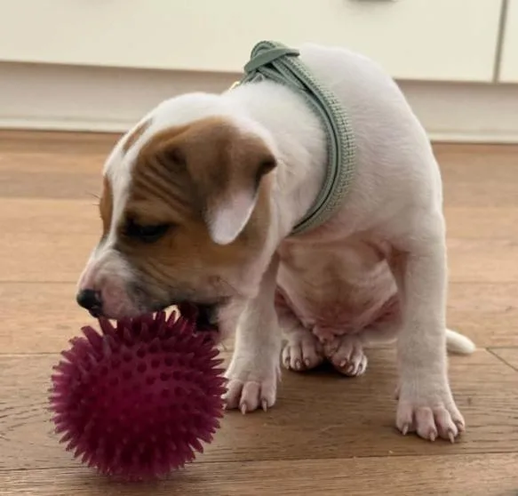 A baby medium-sized male White / Cream Mixed Breed dog named Spot for adoption in Eutawville, SC