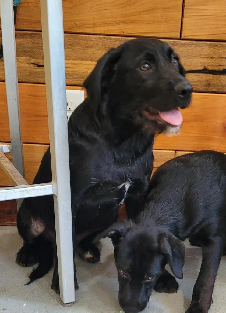 A baby large-sized male Mountain Cur dog named Leo for adoption in Lawrenceburg, TN