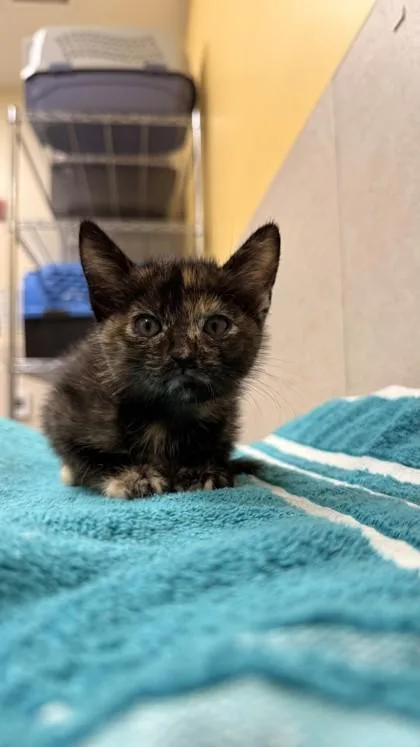 A baby small-sized female Domestic Short Hair cat named Eve for adoption in Honolulu, HI