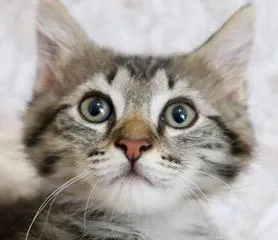 A young medium-sized male Maine Coon cat named Fuzz Lightyear for adoption in Saint Augustine, FL