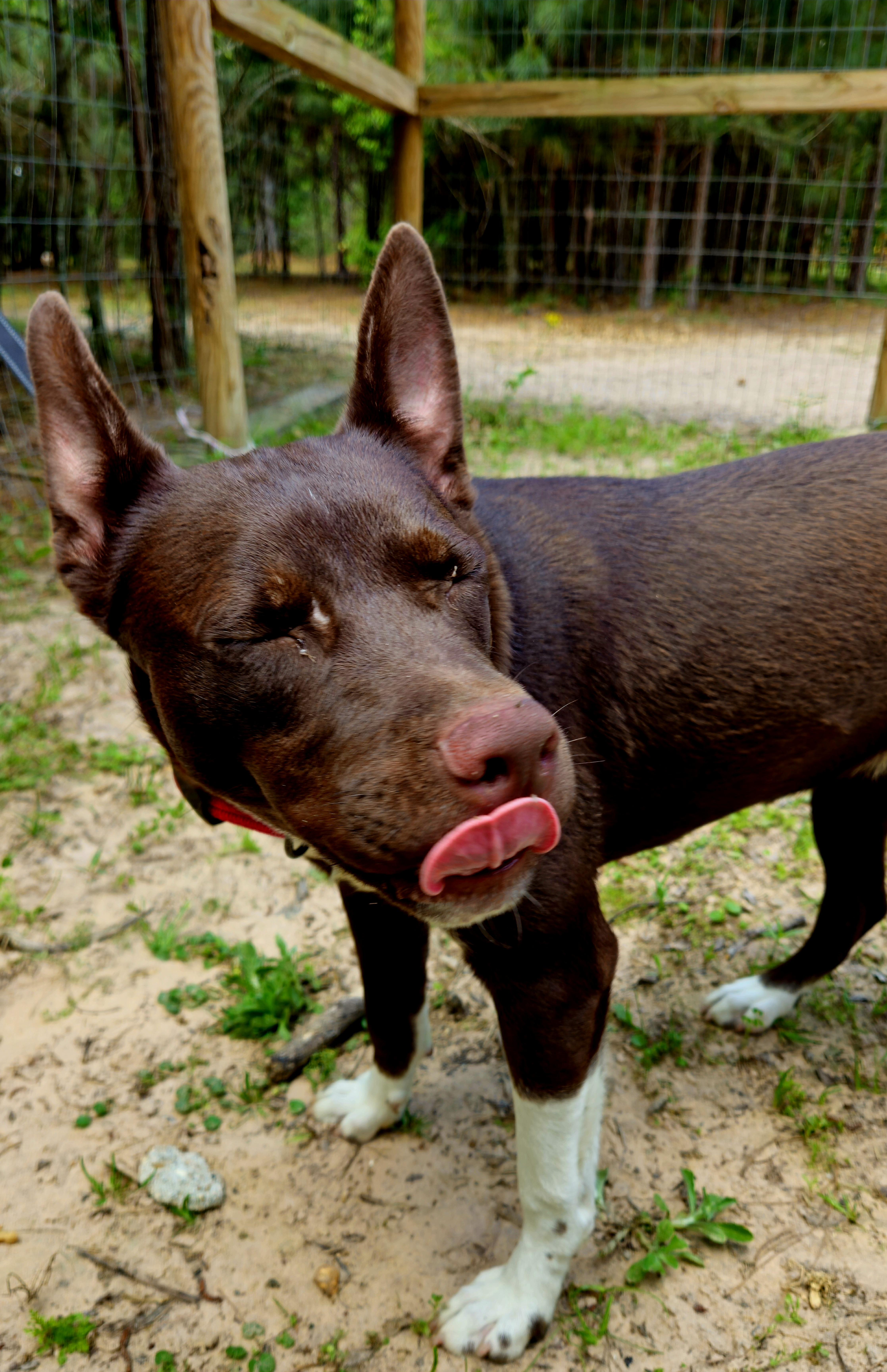 Piper  Va thumbnail 3