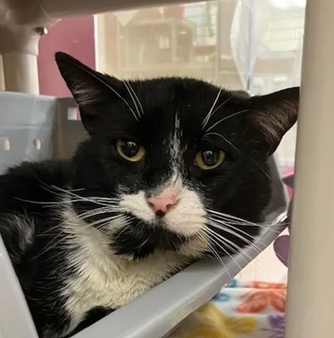 An adult large-sized male Domestic Short Hair cat named Charlie Brown for adoption in Springfield, MA