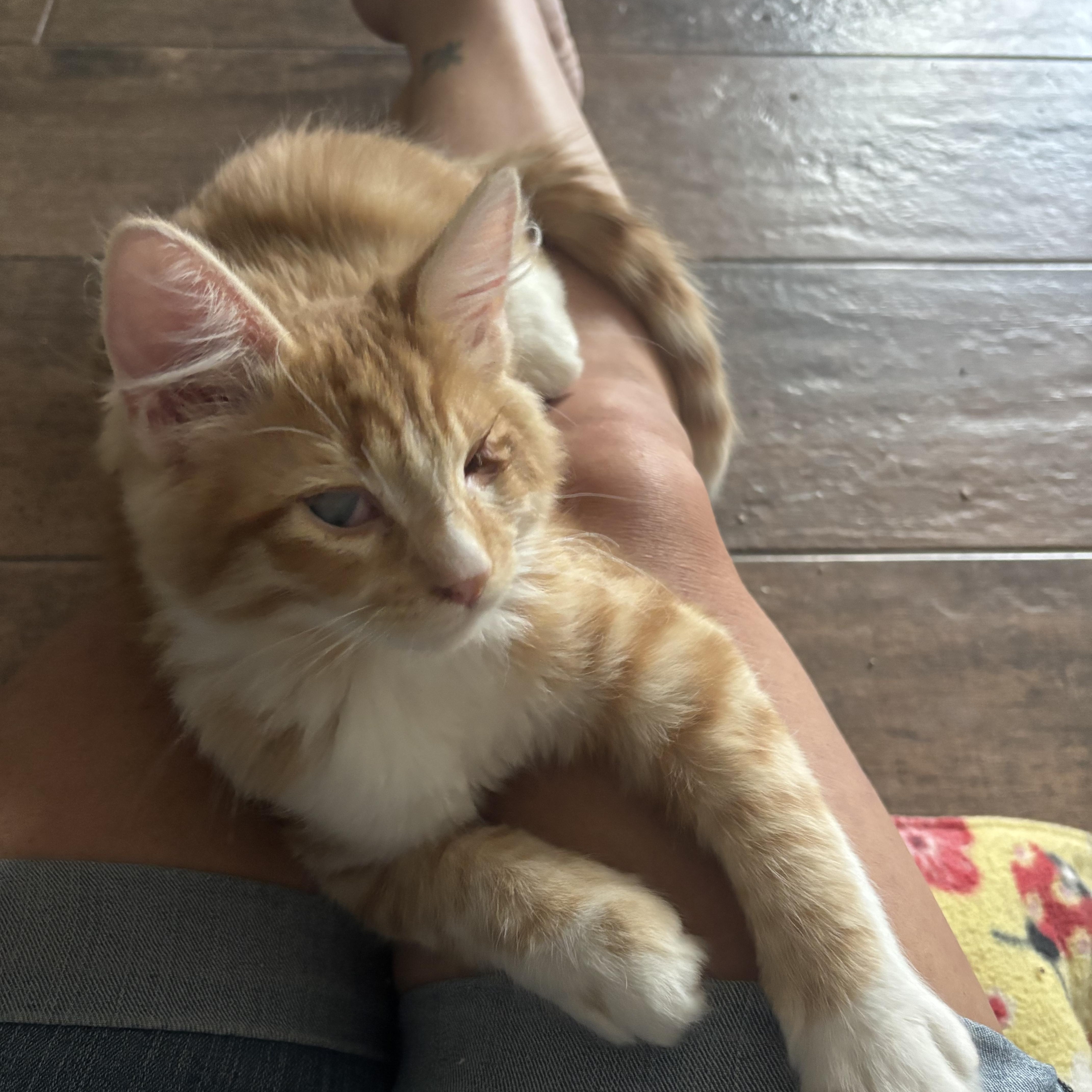A baby small-sized male Maine Coon cat named Woody for adoption in queen creek, AZ