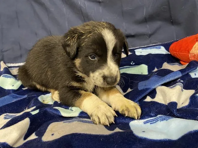 A baby small-sized male Border Collie dog named A for adoption in Modesto, CA