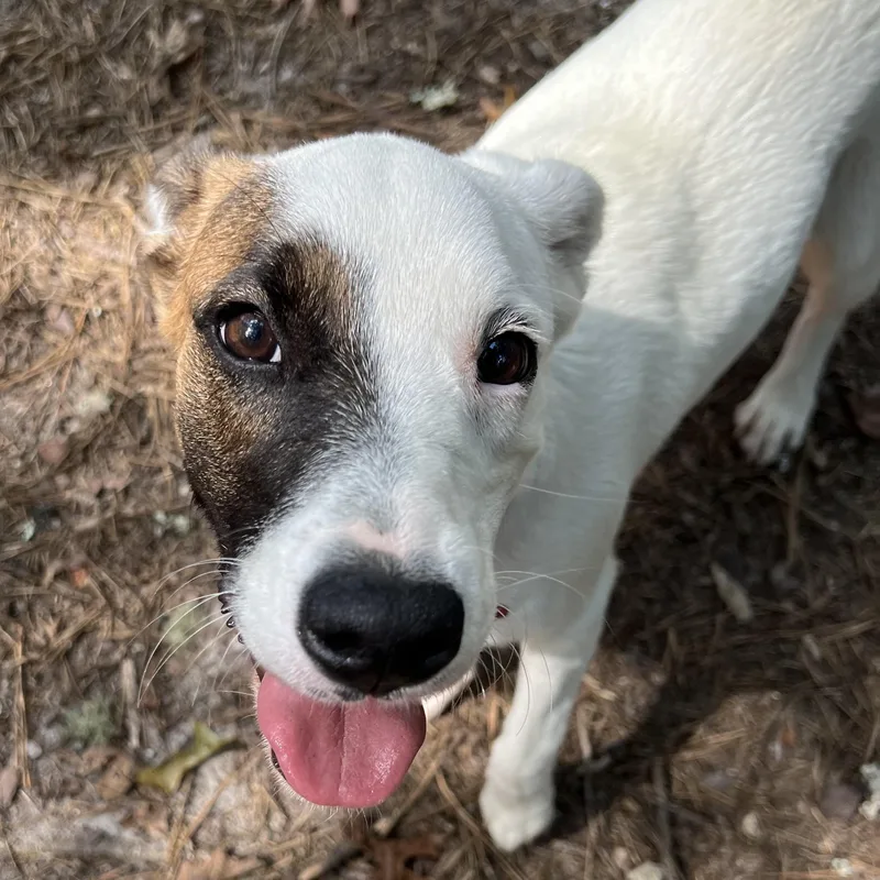 A young medium-sized female White / Cream Pointer dog named Hazel for adoption in Cedar Mountain, NC