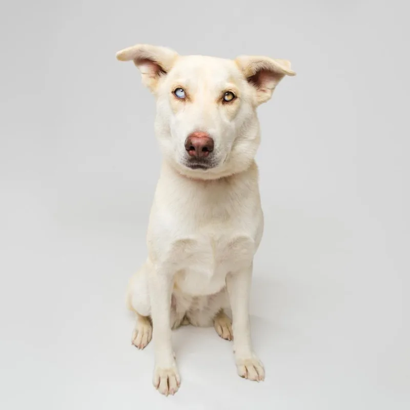 An adult medium-sized female White / Cream Husky dog named Diamond for adoption in Palm Springs, CA