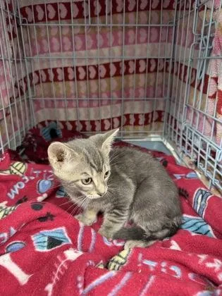 A baby small-sized male Domestic Short Hair cat named Pecan for adoption in Gainesville, FL