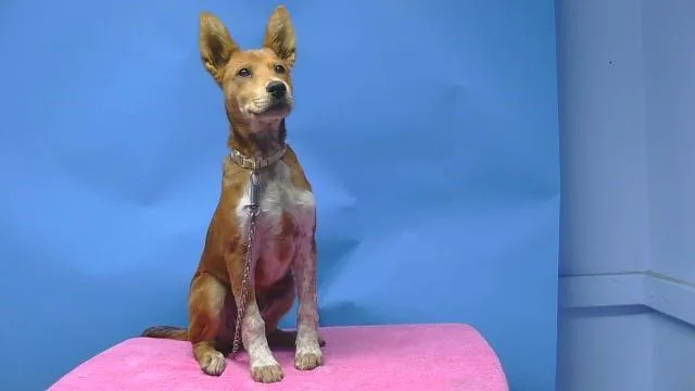 Dingo