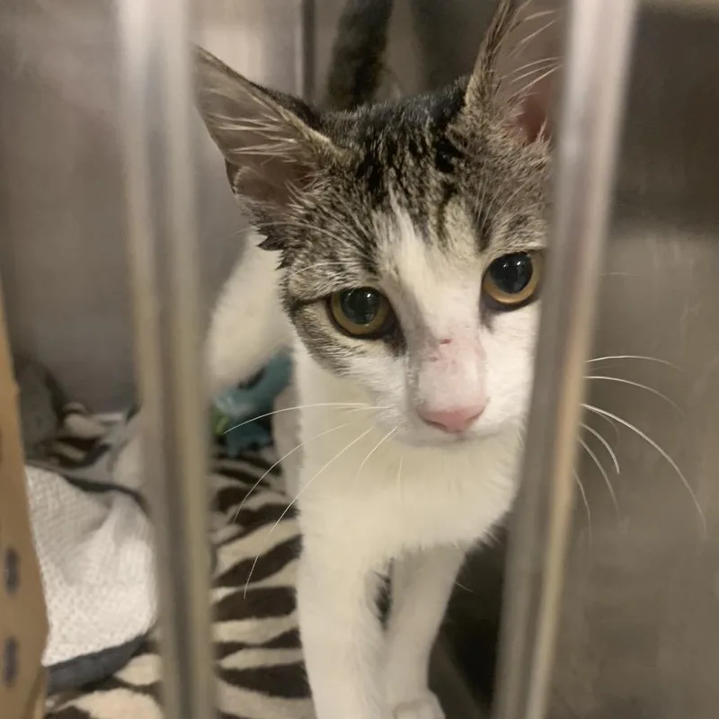 A baby small-sized female Brown / Chocolate Domestic Short Hair cat named Dee Dee for adoption in West Palm Beach, FL