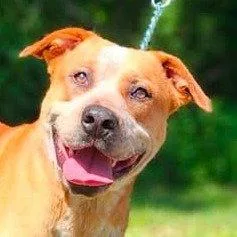 An adult large-sized male Terrier dog named Boots for adoption in Bloomfield, CT
