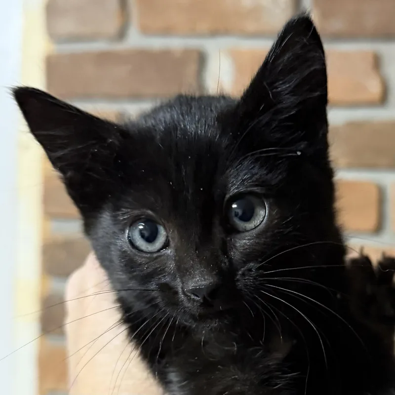 A baby medium-sized female Black Domestic Short Hair cat named Cricket for adoption in Pocatello, ID