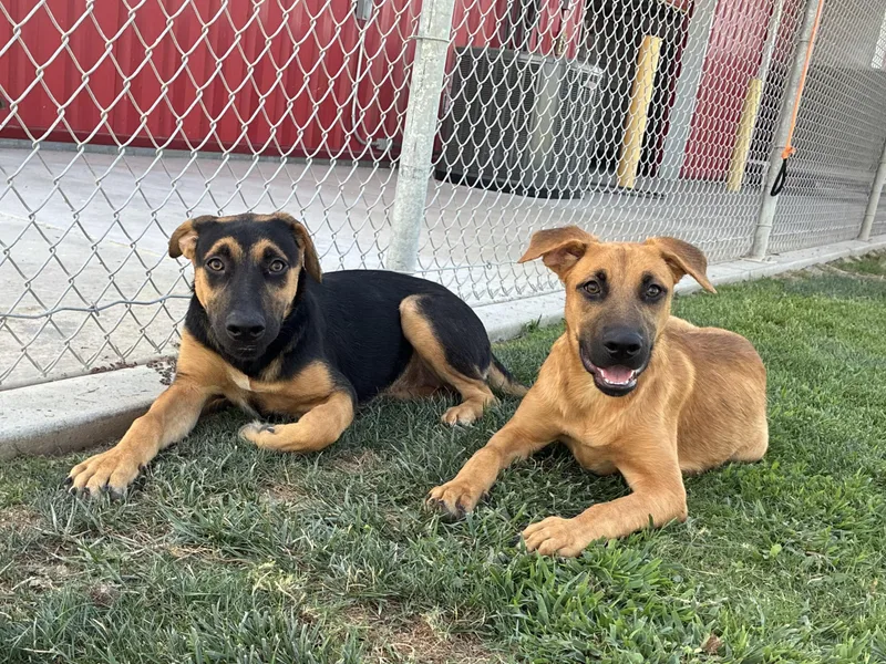 A young medium-sized female Bicolor German Shepherd Dog dog named Hallie for adoption in Delano, CA