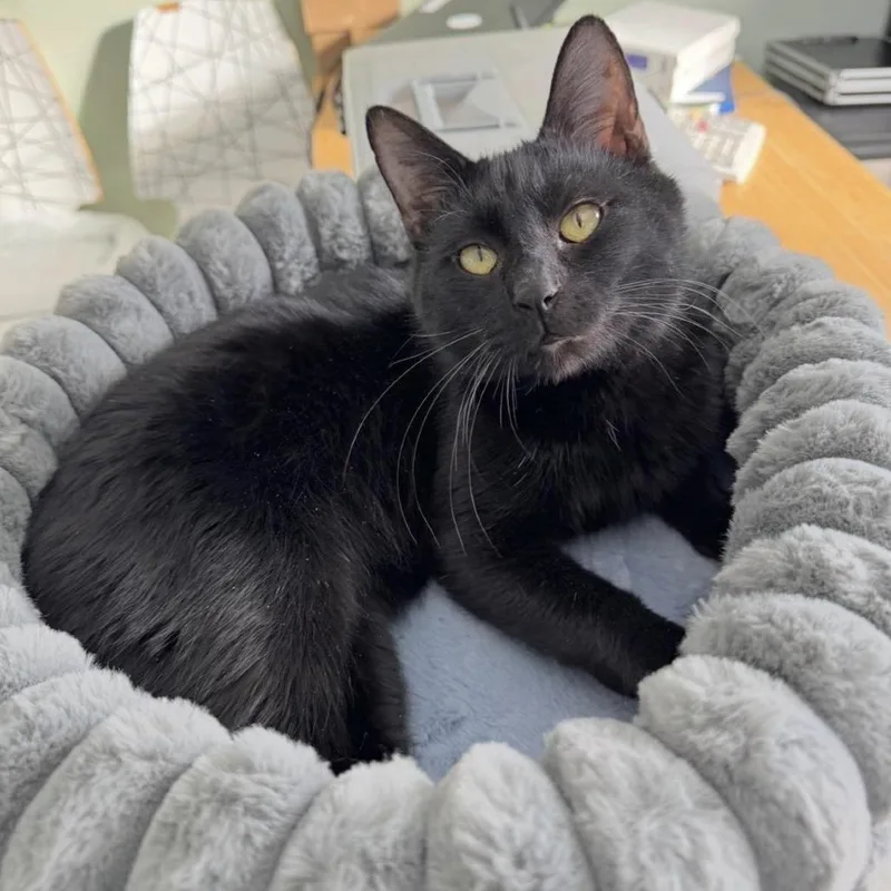 An adult small-sized male Black Domestic Short Hair cat named Miser for adoption in Goshen, IN