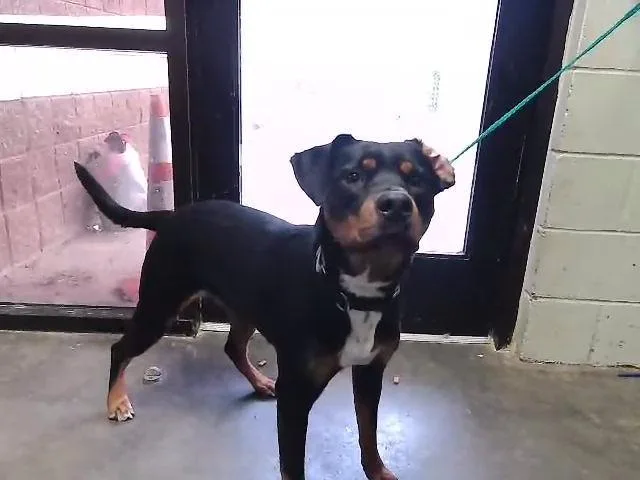 A young medium-sized female Rottweiler dog named Lil Bit for adoption in Tulsa, OK