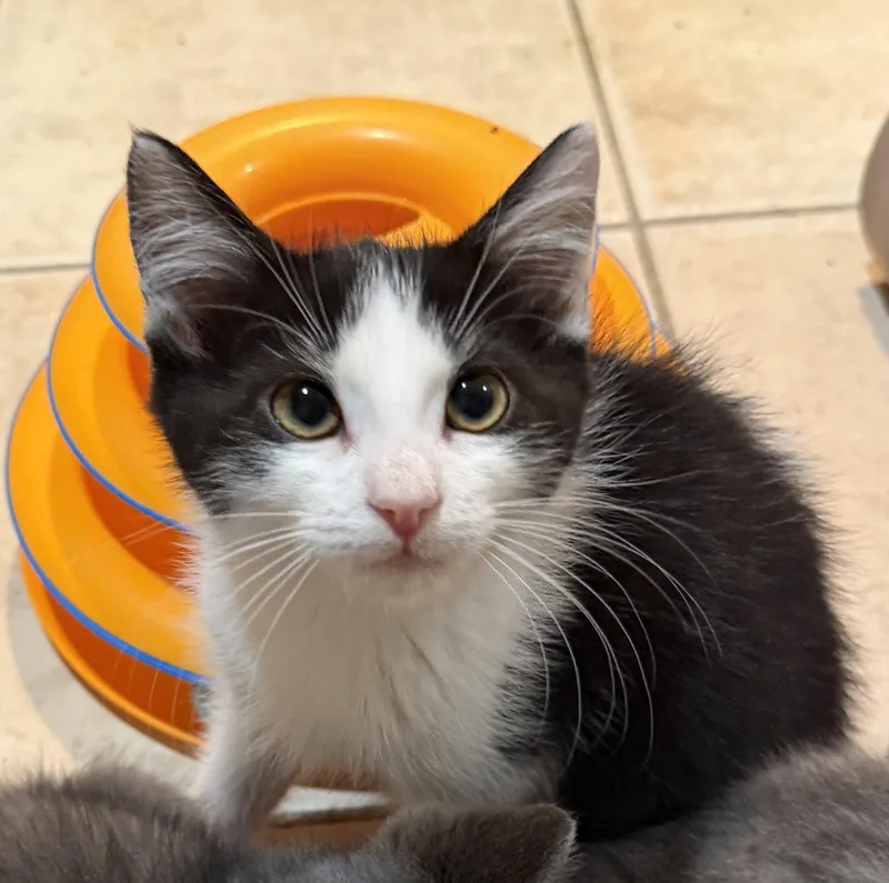 A baby medium-sized female Black & White / Tuxedo Domestic Short Hair cat named Mimi for adoption in East Hanover, NJ