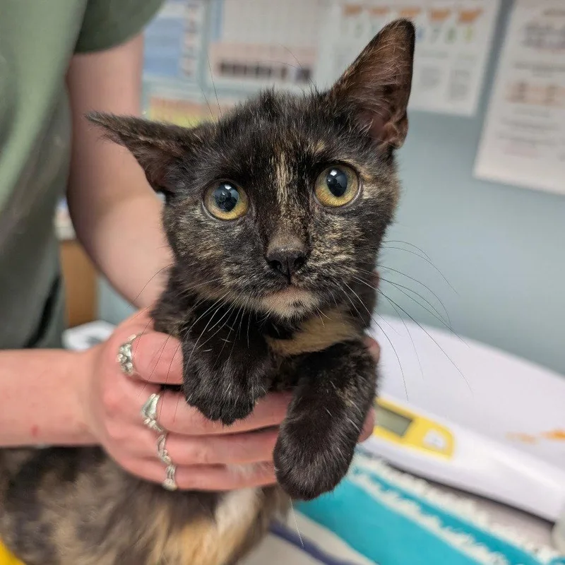 A young medium-sized female Domestic Short Hair cat named Mochi for adoption in New Castle, DE