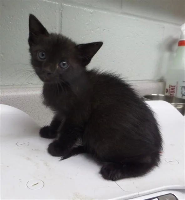A baby small-sized male Domestic Short Hair cat named Peridot for adoption in Augusta, GA