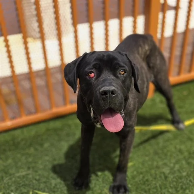A young extra large-sized female Cane Corso dog named Oreo for adoption in Las Vegas, NV