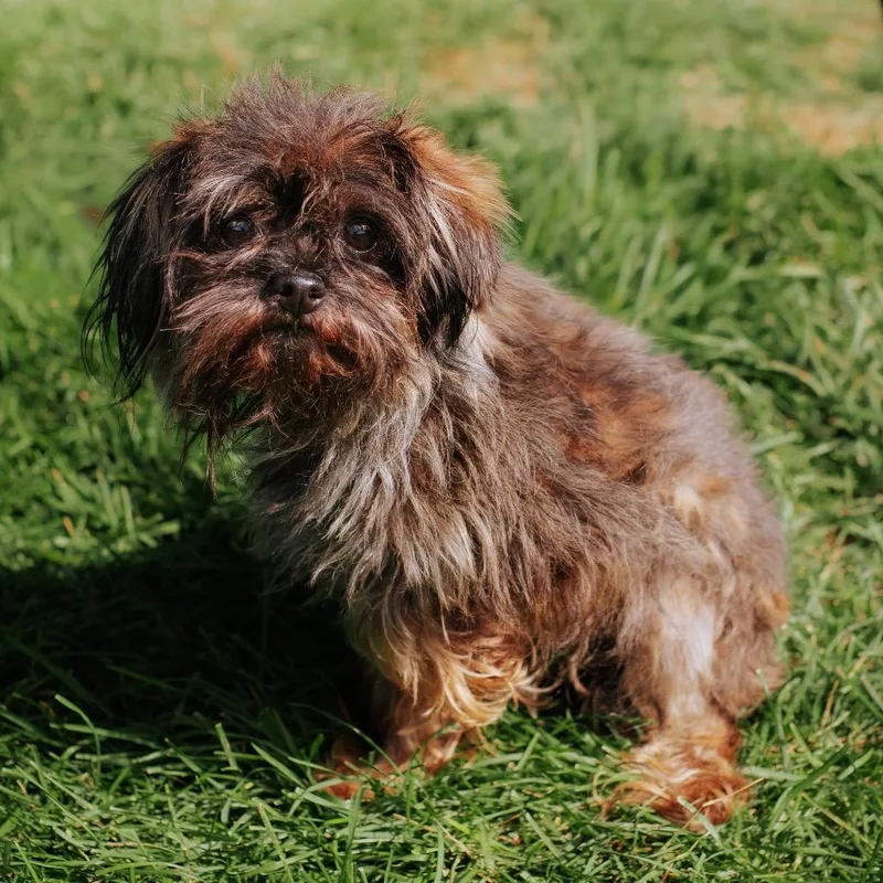 A baby small-sized male Black Yorkshire Terrier dog named Luckysaurus for adoption in Northbrook, IL