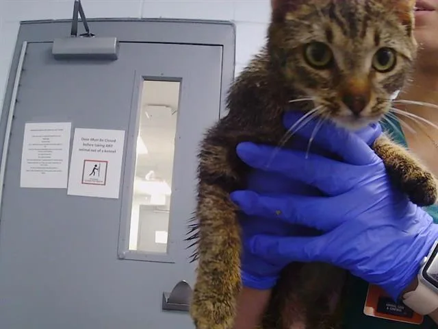 A young medium-sized male Domestic Short Hair cat named Wakanda for adoption in Charlotte, NC