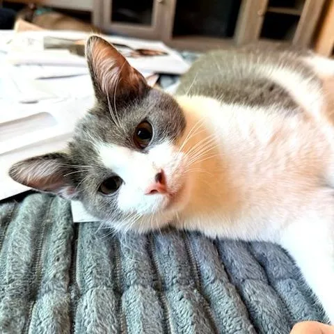 A young small-sized male Gray / Blue / Silver Domestic Short Hair cat named Latke for adoption in St. Louis, MO