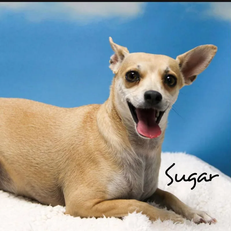 Sugar