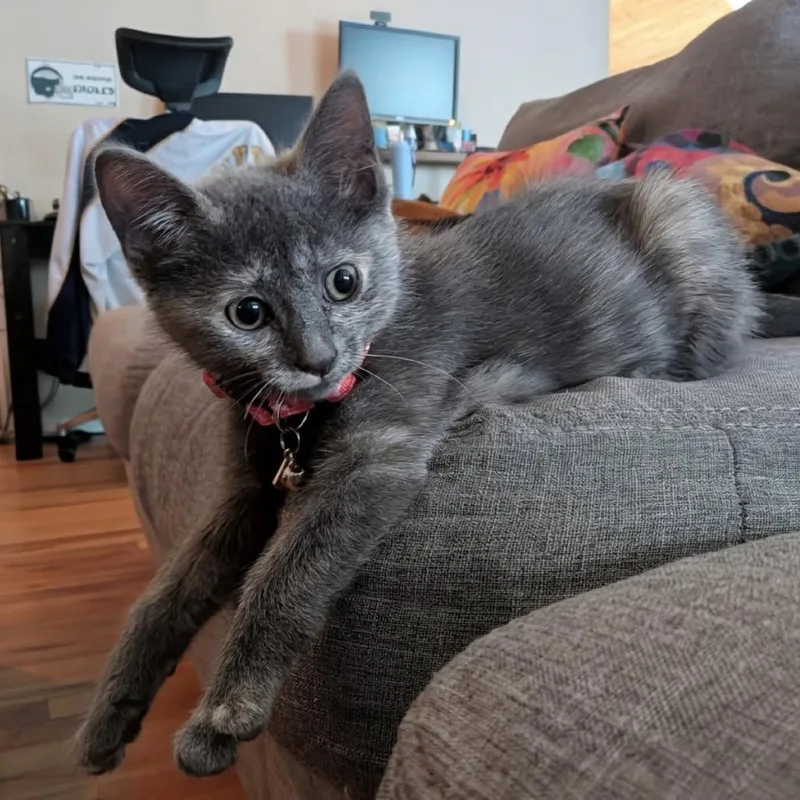 A baby small-sized female Tortoiseshell Domestic Short Hair cat named Huntress for adoption in Silver Spring, MD