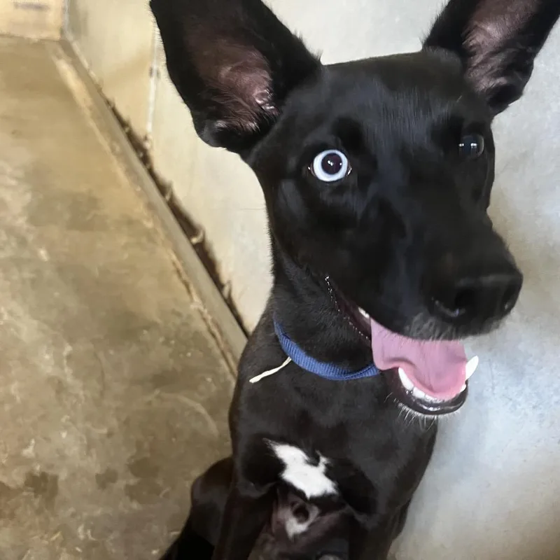A young medium-sized male Shepherd dog named Ace for adoption in Edinburg, TX