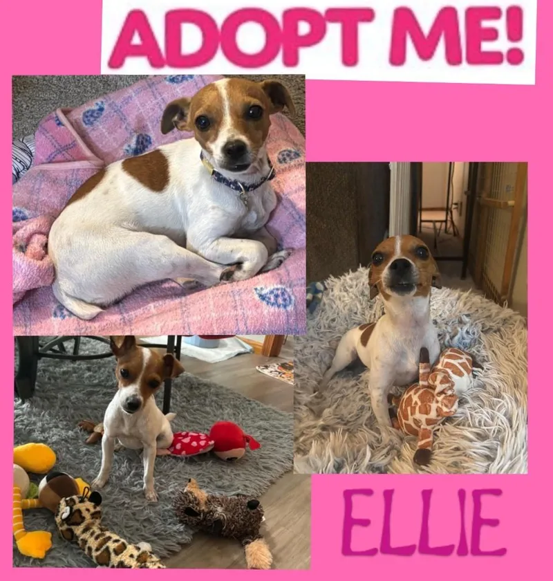 A young small-sized female Jack Russell Terrier dog named Ellie for adoption in Rockford, IL