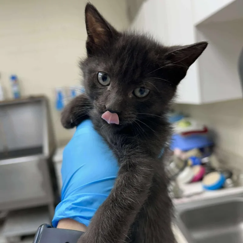 A baby small-sized male Domestic Short Hair cat named Gomez for adoption in Bastrop, TX
