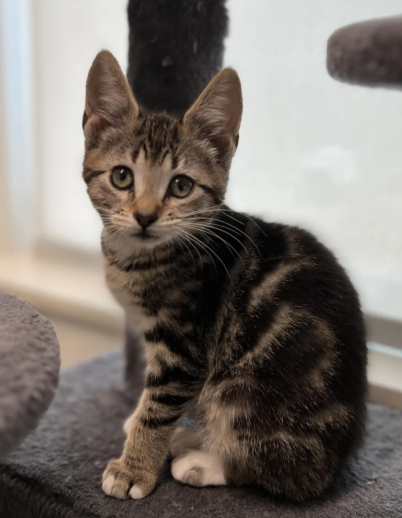 A baby medium-sized female Tabby (Brown / Chocolate) Domestic Short Hair cat named Havarti for adoption in Waldport, OR