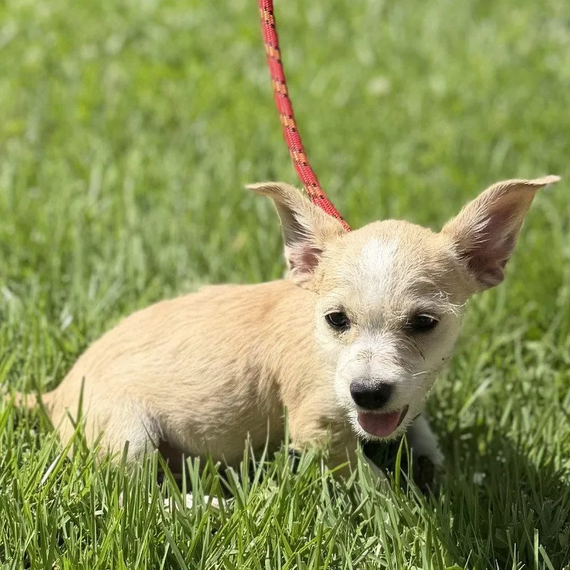 A baby small-sized female Chihuahua dog named Baby Yoda for adoption in Locust Fork, AL