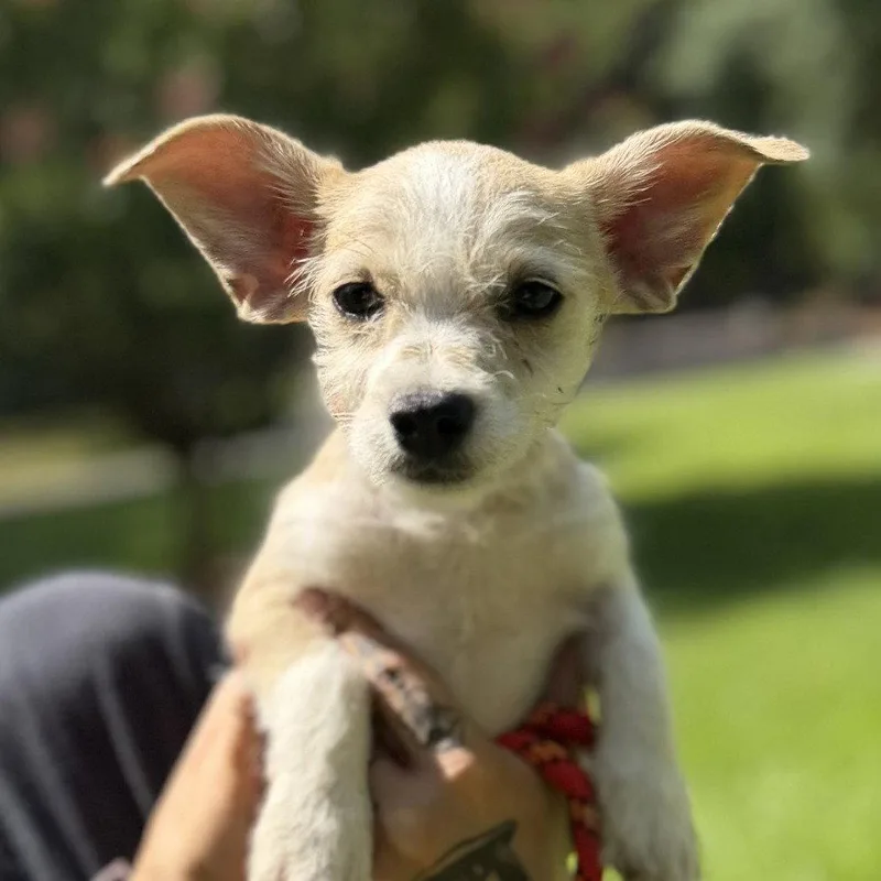 Baby Yoda thumbnail 2
