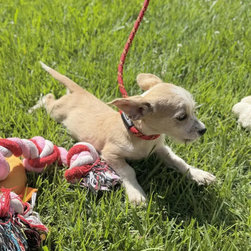 Baby Yoda thumbnail 3