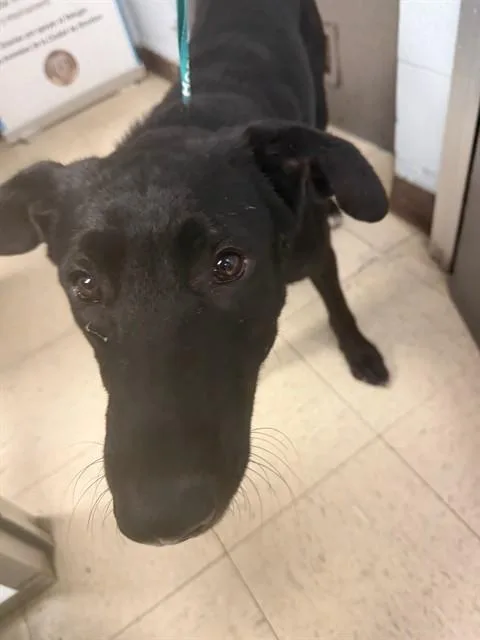 A young small-sized male German Shepherd Dog dog named Pips for adoption in Stockton, CA
